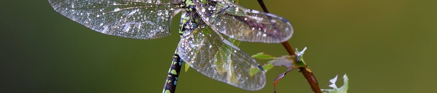 Øyenstikker fotografert med makroobjektiv